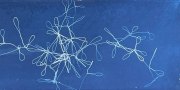 Delicate-LIaison-III, cyanotype, 5 x 12 in.