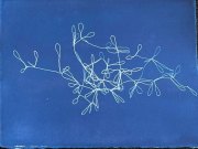 Delicate-Liaison-II, cyanotype, 10 x 12 in.