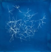 <em>Delicate-Liaison,<em></em> 12 x 12 in., cyanotype</em>