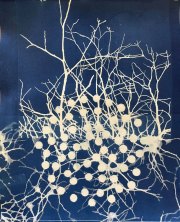 Root-Connectors, cyanotype, 12 x 10 in.