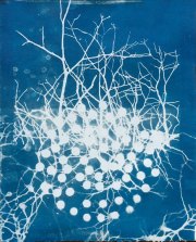 Super Spreaders,  12 x 10 inches, cyanotype on paper
